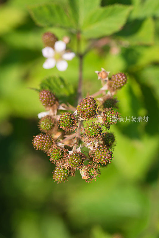 花园里的新鲜开花的未成熟的黑莓