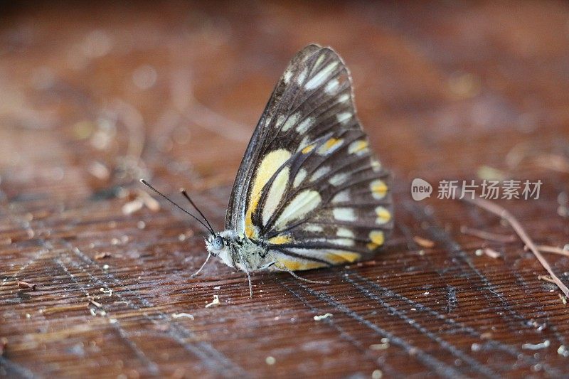 白蝴蝶坐在粗糙的木材上