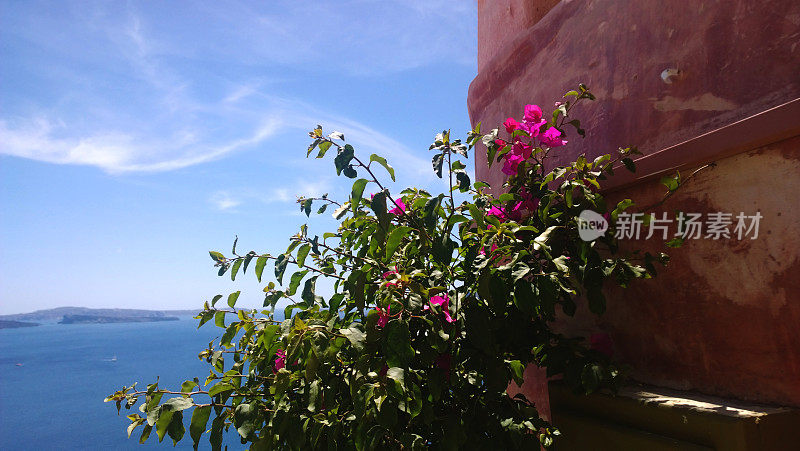 圣托里尼岛伊亚镇建筑附近的开花灌木