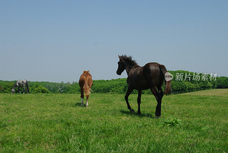 夏日草地上的马