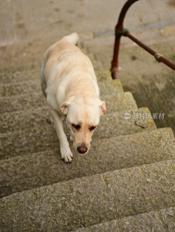 拉布拉多寻回犬爬楼梯