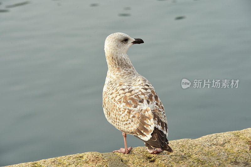 海鸥