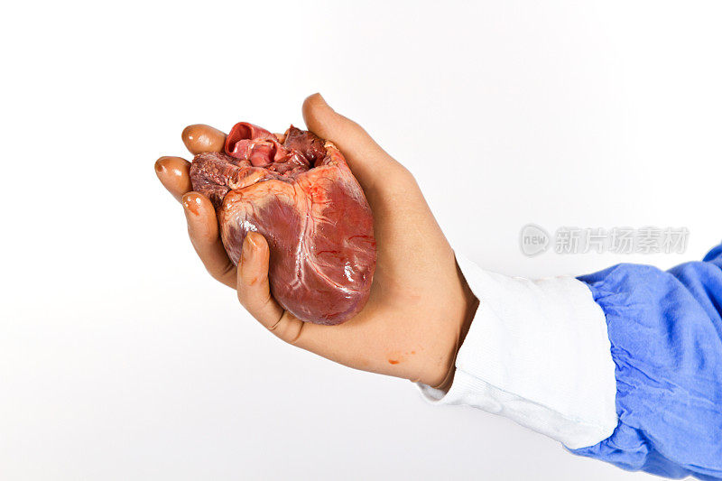 心脏外科医生拿着心脏