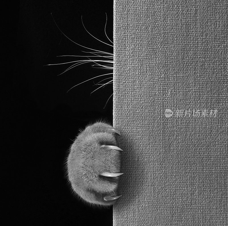 猫躲在一本书后面