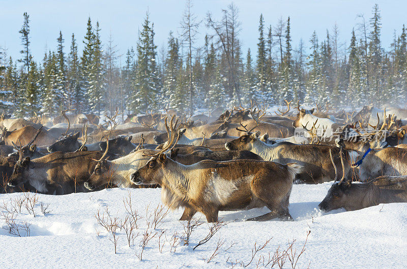 在寒冷的冬天，驯鹿会迁徙到北极圈附近的冻土带去吃最好的草。