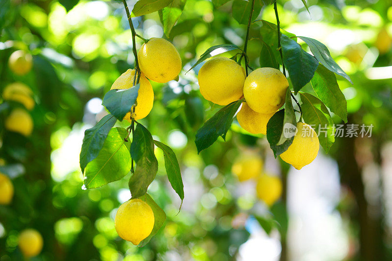 一串成熟的柠檬在柠檬树枝上