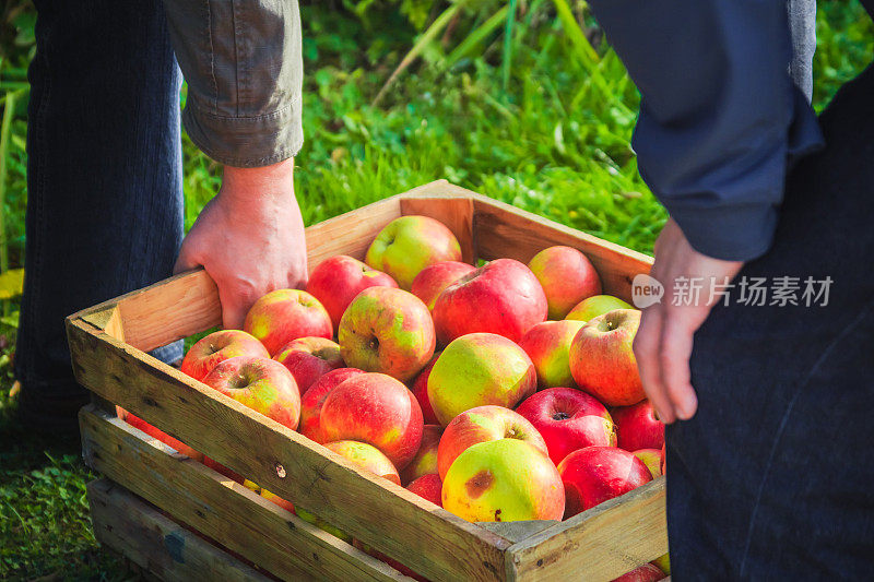 秋收的苹果木箱，人们手提着