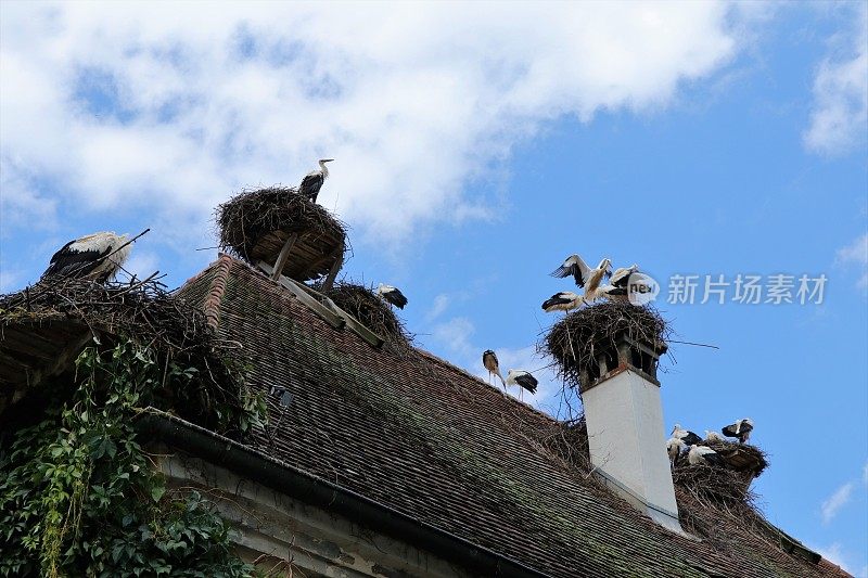 白鹳在巢里和屋顶上