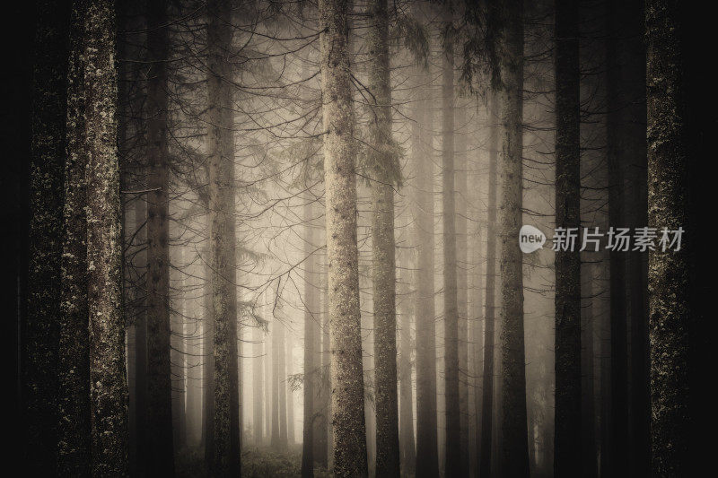 深秋时节，德国南部一片昏暗、雾蒙蒙的森林
