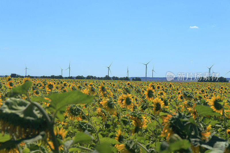 风力发电机涡轮机对夏季景观。