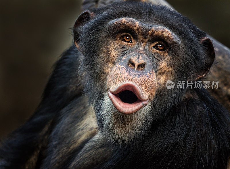 常见的黑猩猩唱歌