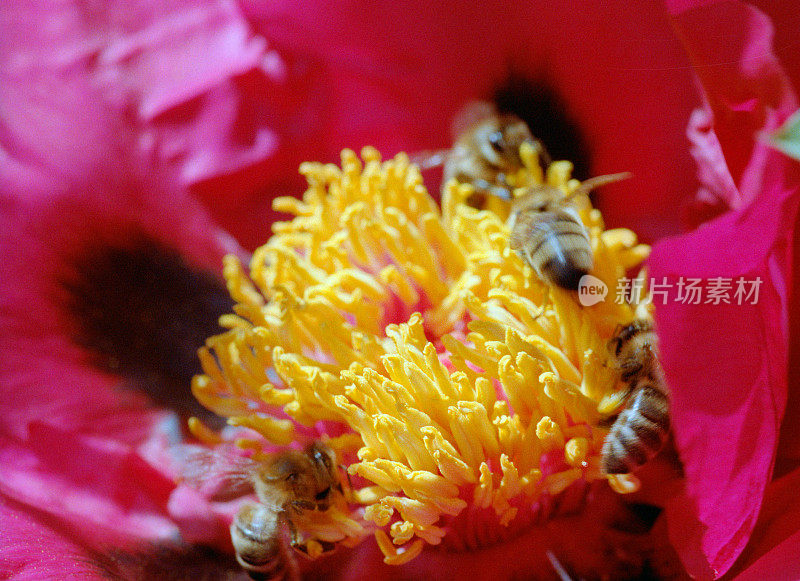 蜜蜂给牡丹授粉的微距照片。拍摄电影