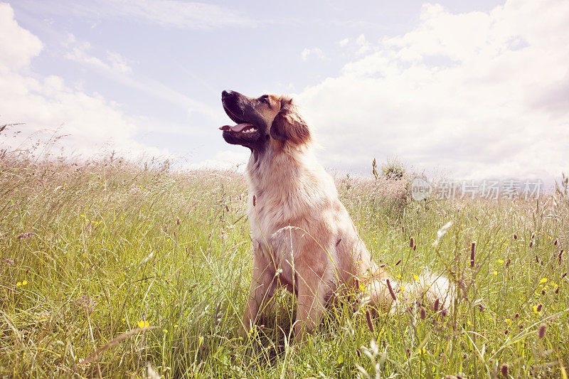 莱昂伯格狗享受阳光