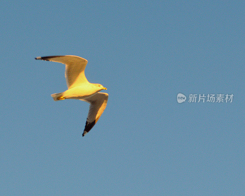 飞翔的海鸥