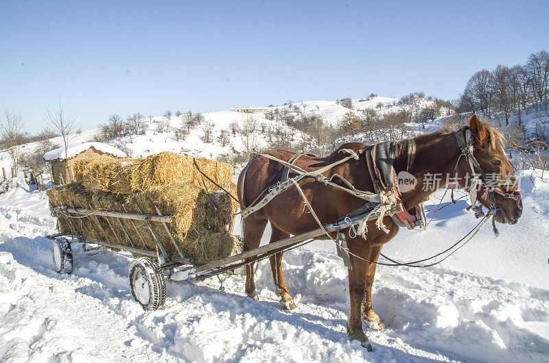 冬天用马车运送成捆的干草