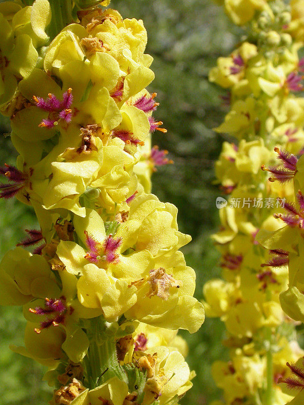 黑毛蕊花