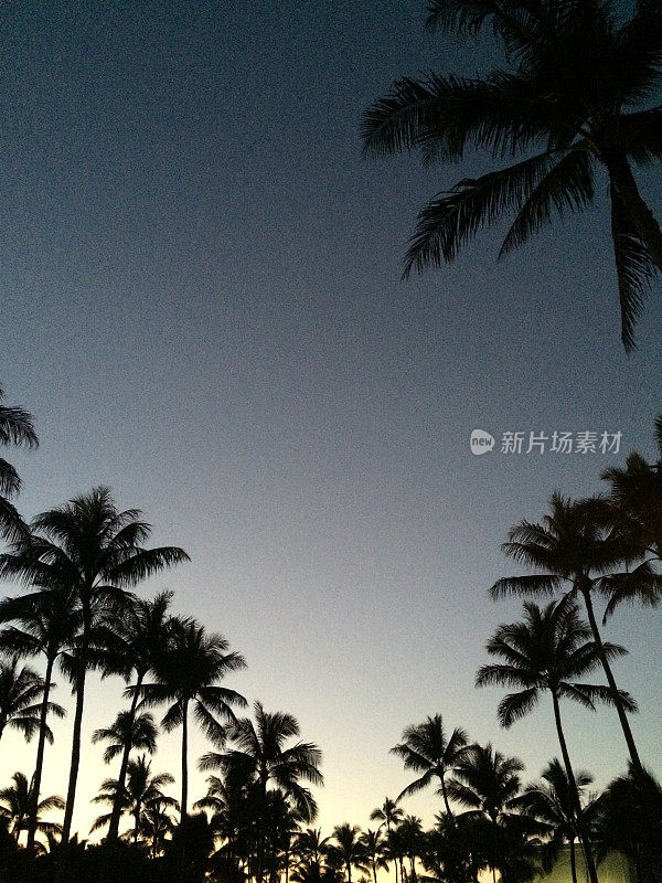 椰子树在黄昏
