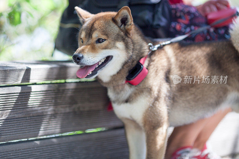 一位妇女在拍摄柴犬