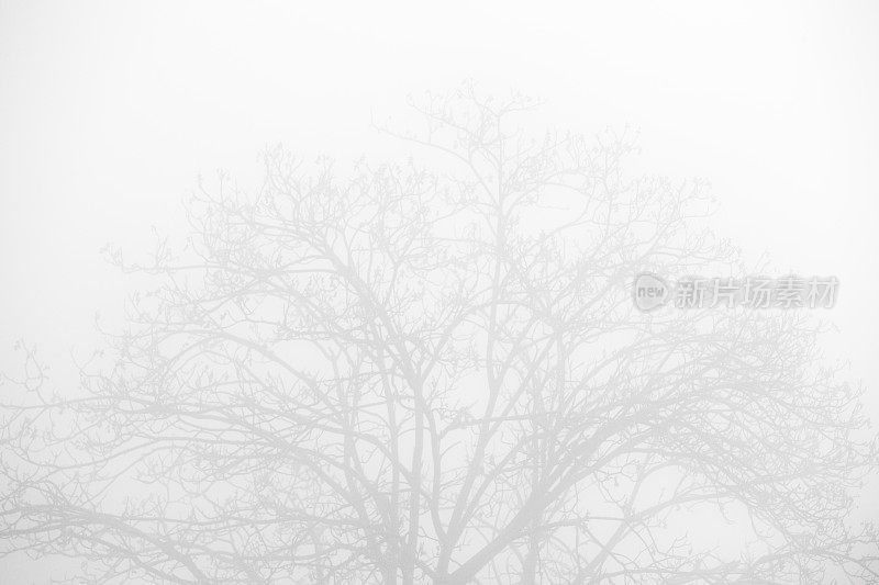 浓雾树顶剪影自然场景