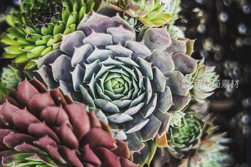 生机勃勃的肉质植物从头顶上冒出来