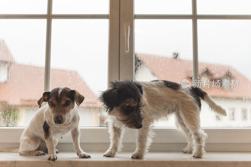 两只狗在紧闭的窗口-杰克罗素梗