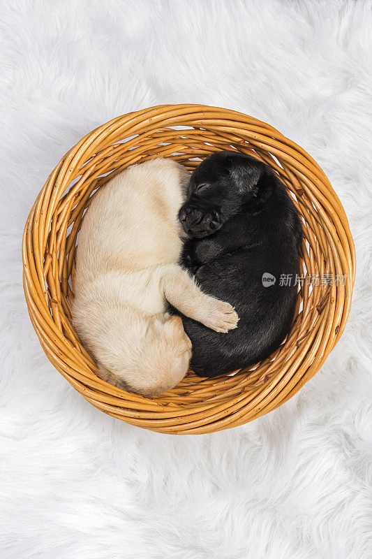 一只黑色和黄色的拉布拉多小狗睡在一个柳条篮子里——4周大