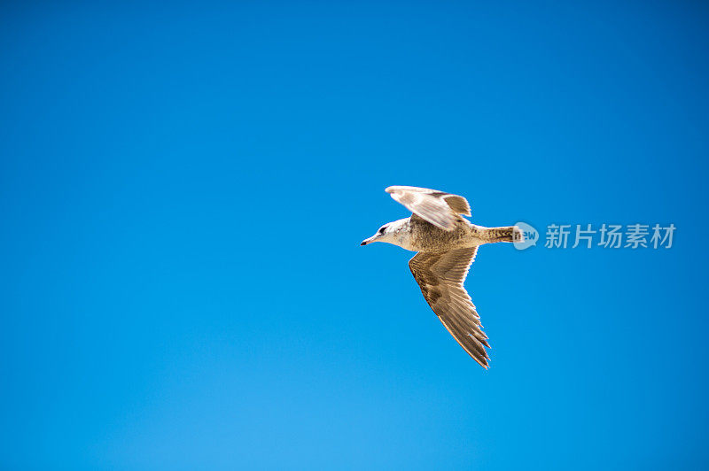 孤独的海鸥在蓝天中飞翔