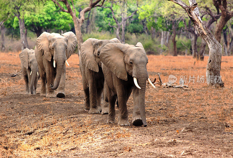 一群大象沿着直线穿过赞比亚卢安瓜南部的非洲丛林