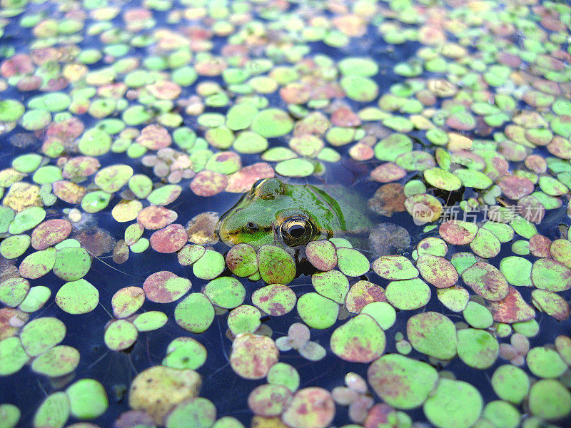 灌木浮萍中一只青蛙的头。