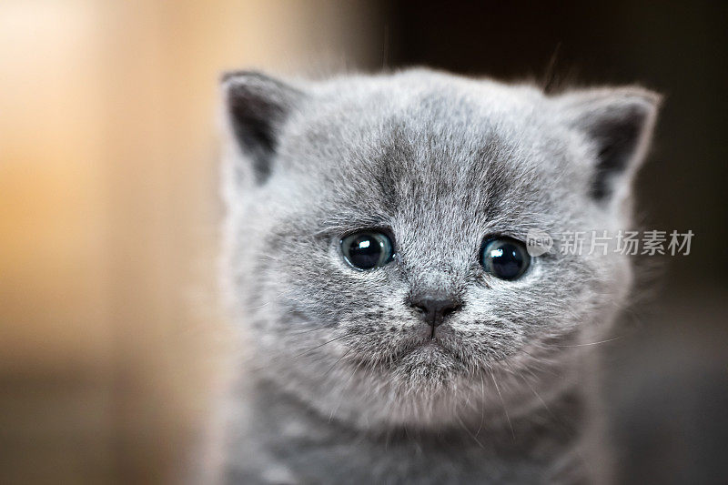 可爱的小猫肖像。英国短毛猫