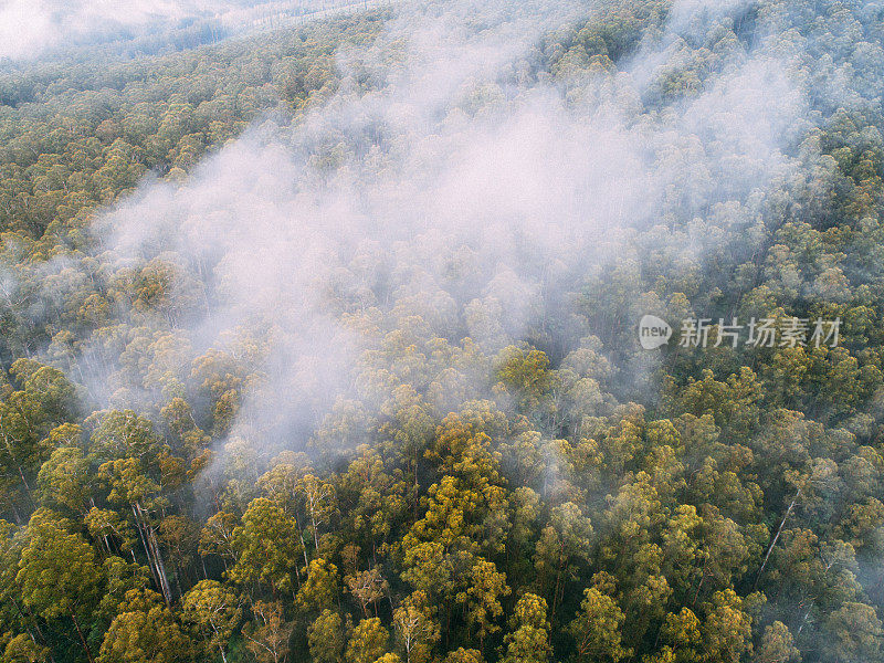 森林上空雾的鸟瞰图