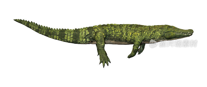 3D渲染绿色鳄鱼在白色