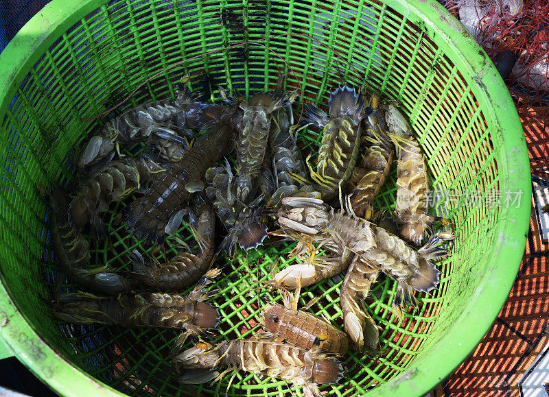 容器中的螳螂虾