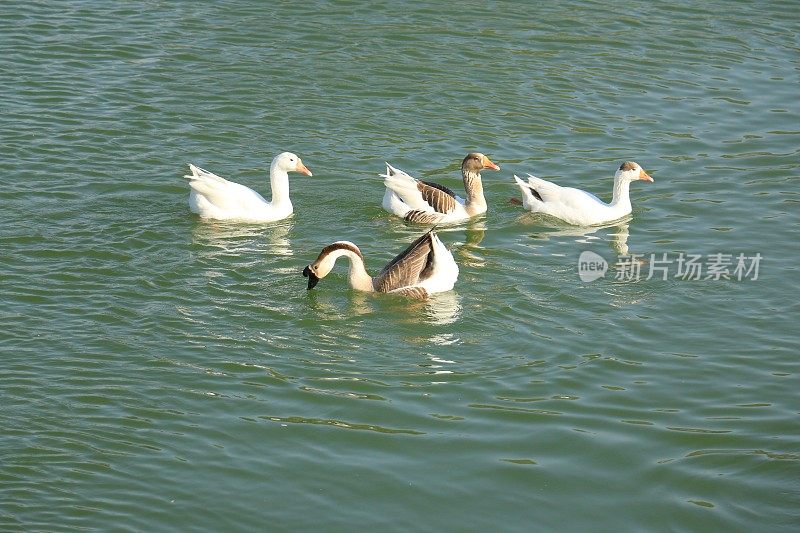 宁静的白天鹅鸭漂浮在湖中