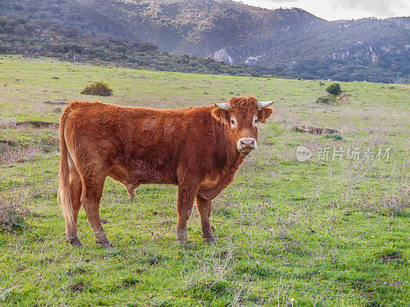 在西班牙安达卢西亚的绿色草地上，一只视网膜公牛