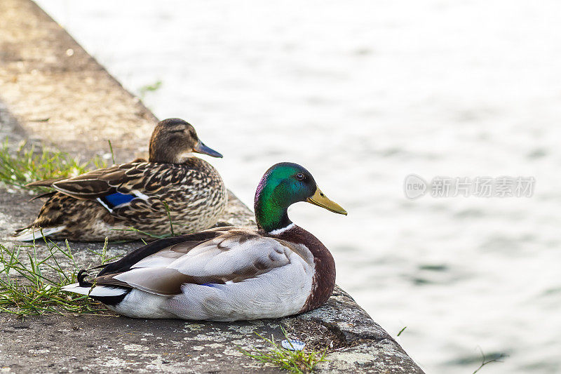 两只公鸭和母鸭在河边休息
