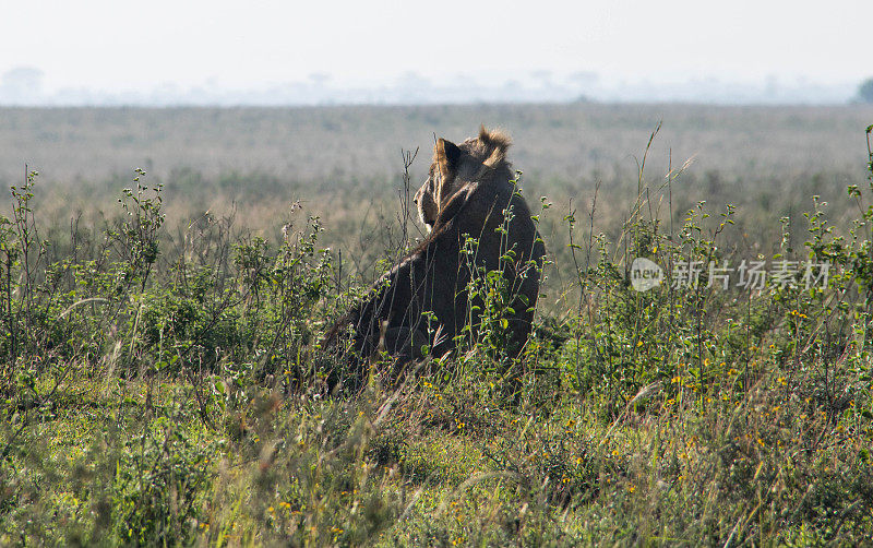 肯尼亚:狮子