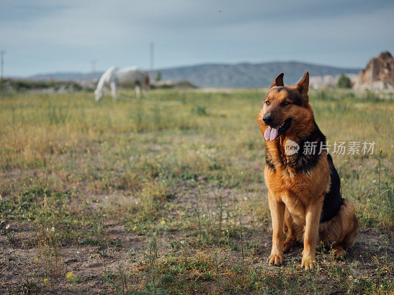 德国牧羊犬躺在户外