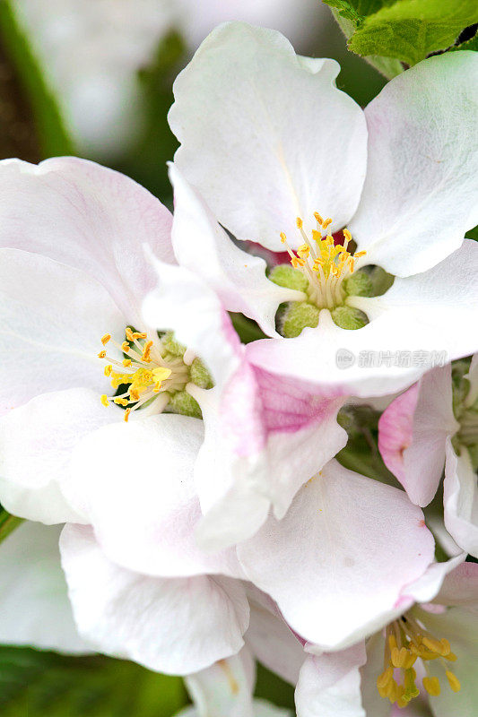 苹果树开花