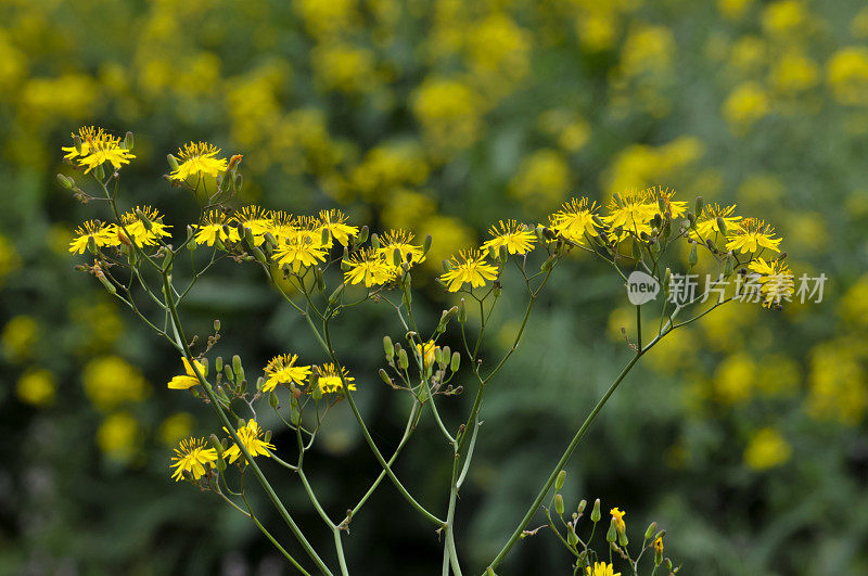 野菊花