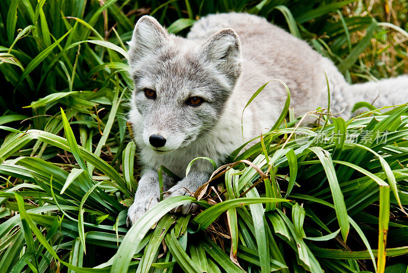 在草地上休息的北极狐