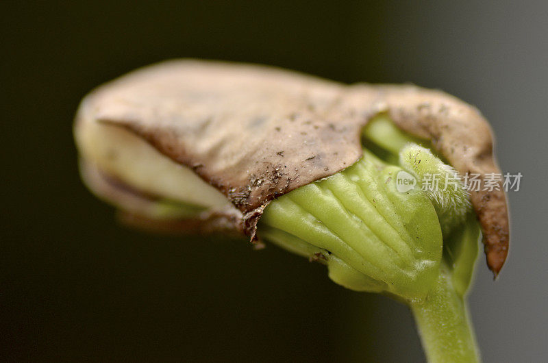 豆种子发芽