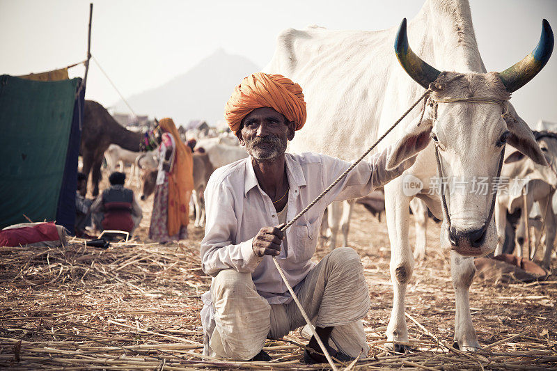 印度男子和他的奶牛在普什卡集市