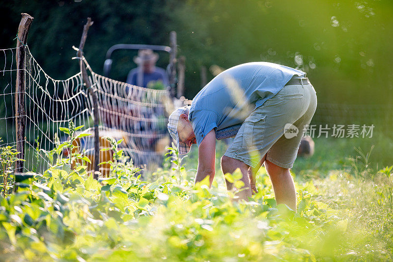 成熟的男人收获有机种植的红花菜豆
