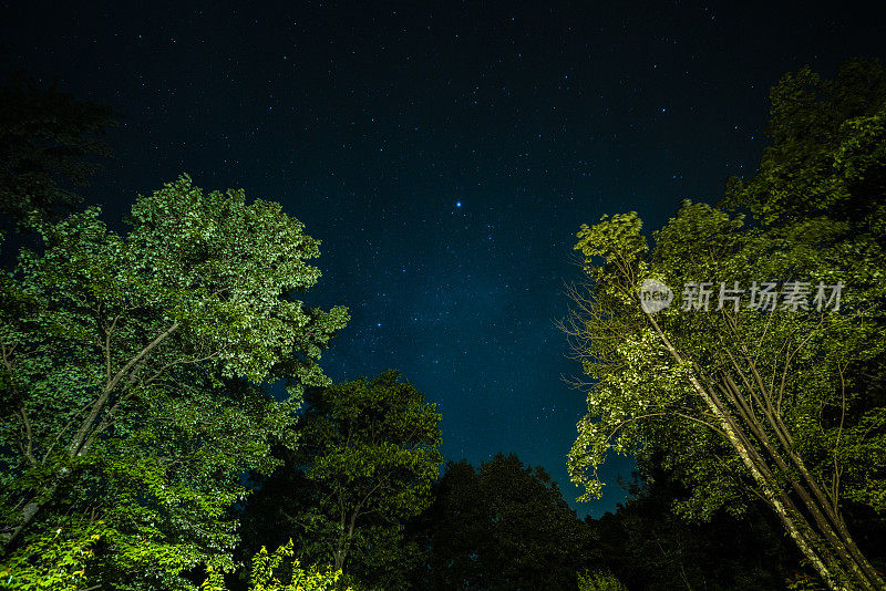 从宾夕法尼亚州波科诺山的森林中仰望星空