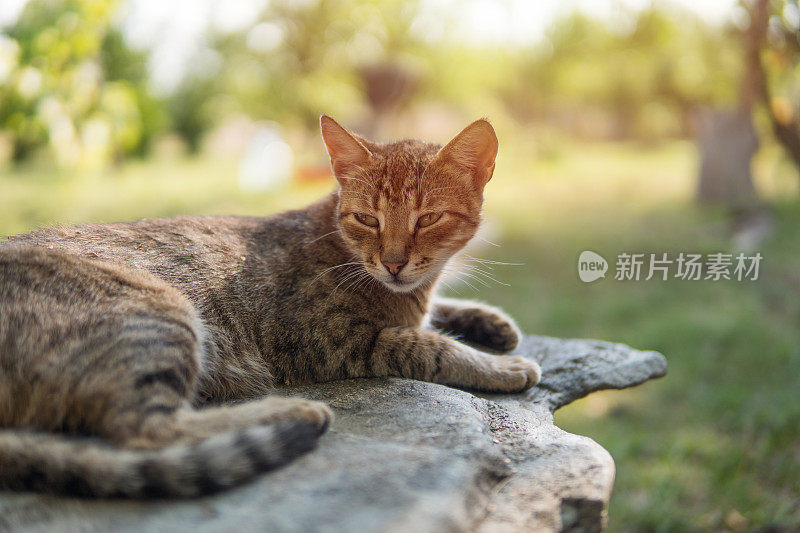 沉睡的猫