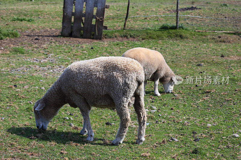 加拿大新斯科舍省布瑞尔岛的一个小农场里的绵羊