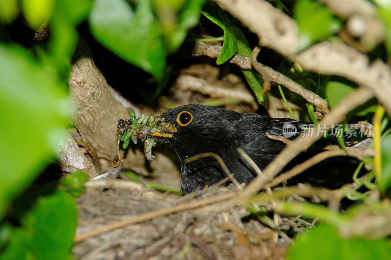 黑鹂在巢中觅食