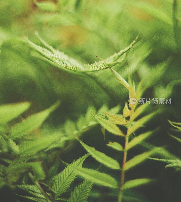 蕨类植物叶片背景