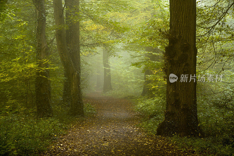 雾蒙蒙的秋天森林里的小路